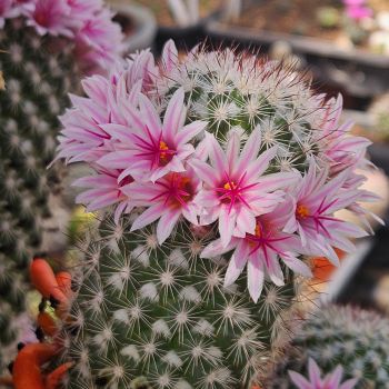 Preview: Mammillaria albicans var. selvinii